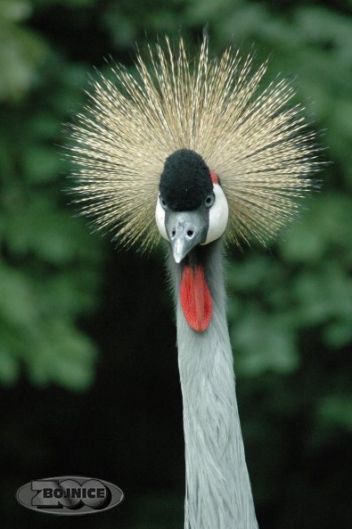 Jeřáb královský - klikněte pro zobrazení detailu Jeřáb královský - klikněte pro zobrazení detailu