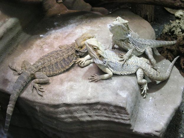 stáhnout tapetu: Ještěři
