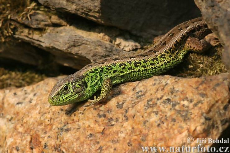 zobrazit detail snímku: Ještěrka obecná - samec
