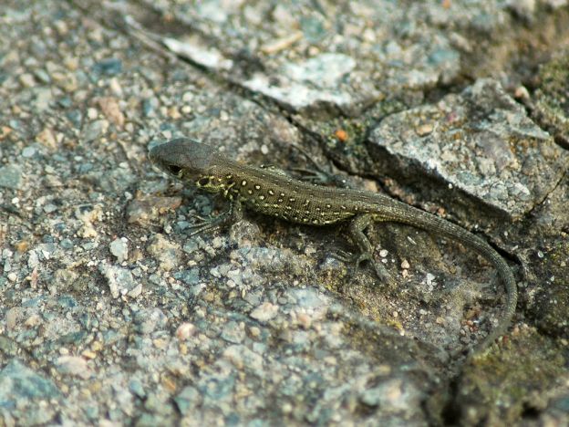 stáhnout tapetu: Ještěrka