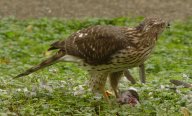 Jestřábi při vyhledávání kořisti používají podobnou strategii jako lidé: Ornitologové z Haverford College a The College of…