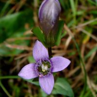 Hořeček ladní - klikněte pro zobrazení detailu