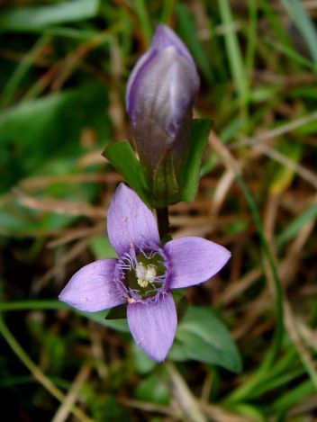Hořeček ladní - klikněte pro zobrazení detailu