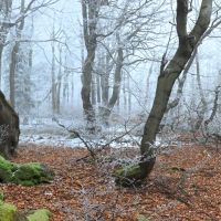 Dvorský les - klikněte pro zobrazení detailu