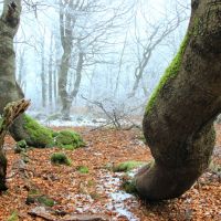 V Rýchorském pralese - klikněte pro zobrazení detailu