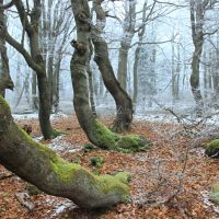 Zážitek z pohádkového lesa - Dvorský les - klikněte pro zobrazení detailu