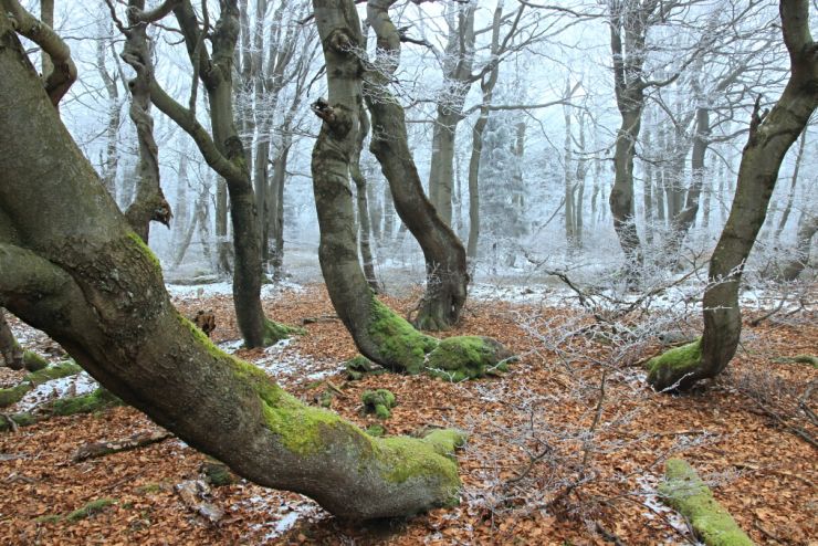zobrazit detail snímku: Zážitek z pohádkového lesa - Dvorský les