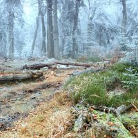 Dvorský les - klikněte pro zobrazení detailu
