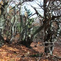 Dvorský les - klikněte pro zobrazení detailu