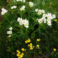 Sasanka narcisokvětá - klikněte pro zobrazení detailu