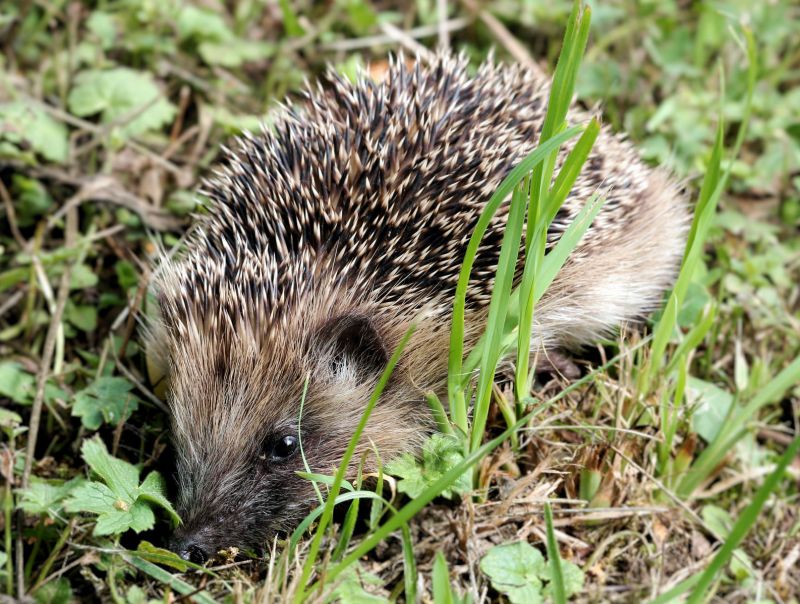 Ježek západní (Erinaceus europaeus). - klikněte pro zobrazení detailu