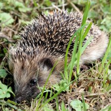 Ježek západní (Erinaceus europaeus).