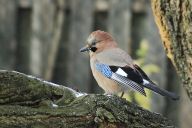 O sojce bonzačce, její mravenčí koupeli, imitátorství, a lesnictví: Sojka obecná (Garrulus glandarius), tento…