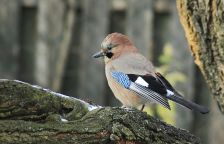 O sojce bonzačce, její mravenčí koupeli, imitátorství, a lesnictví