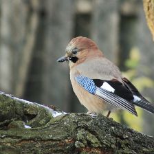 O sojce bonzačce, její mravenčí koupeli, imitátorství, a lesnictví
