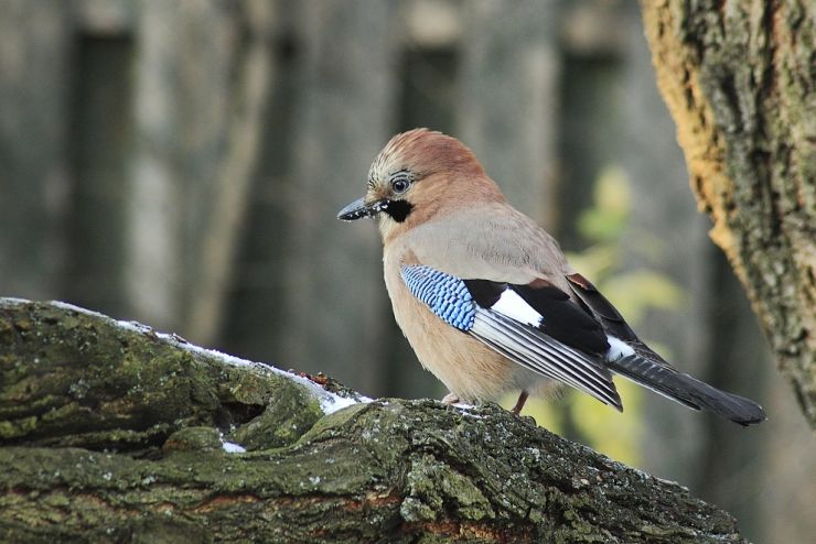 zobrazit detail snímku: Sojka obecná