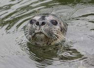 Z bazénu v jihlavské ZOO budou na návštěvníky mrkat dvě velké a hluboké tulení oči: Až ze švýcarského Bernu byl v noci 16. února…