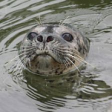 Tuleň obecný (Phoca vitulina)