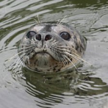 Tuleň obecný (Phoca vitulina)