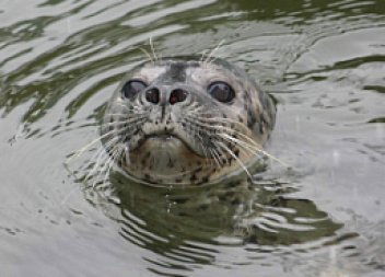 Tuleň obecný (Phoca vitulina) - klikněte pro zobrazení detailu