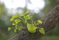 Jinan dvoulaločný -  ginkgo biloba, požehnání  pro vaše nervy a mozek: Ginkgo biloba, česky  jinan dvoulaločný, všichni…