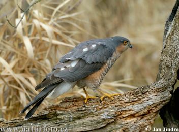 Krahujec obecný - klikněte pro zobrazení detailu