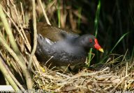 Slípka zelenonohá - Gallinula chloropus: Je to nedávno, co jsem se šel za jednoho…