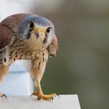 Sokoli mají blíže k papouškům a pěvcům než k dravcům