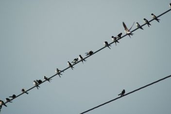 Jiřičky - klikněte pro zobrazení detailu