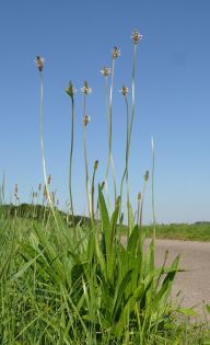 Jitrocel kopinatý - Plantago lanceolata jako bylinka: Existuje asi 200 druhů jitrocelovitých rostlin,…