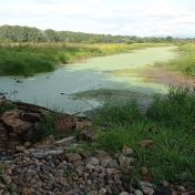 Ptačí park Josefovské louky – džungle, mokřady, vzácní ptáci a divocí koně na jednom místě