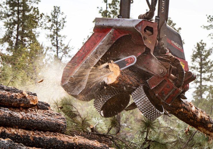 zobrazit detail snímku: Kácení.