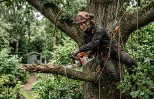 Kácení stromů na vlastním pozemku: kdy potřebujete povolení a jaké pokuty hrozí