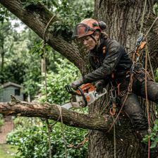Kácení stromů na vlastním pozemku: kdy potřebujete povolení a jaké pokuty hrozí
