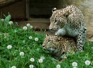 ZOO Dvůr Králové láká na zajímavé novinky: (Praha, 29. 5. 2007) Denní i večerní safari, akci…