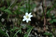 Sasanka hajní - Anemone nemorosa: Latinské rodové jméno Anemone je odvozeno z…