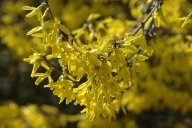 Zlatice prostřední - Forsythia intermedia nebo také Zlatý déšť: Zlatice prostřední lidově nazývaná zlatý…