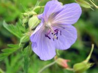 Kakost luční - Geranium pratense: Poměrně hojná rostlina vlhkých luk, strání a…