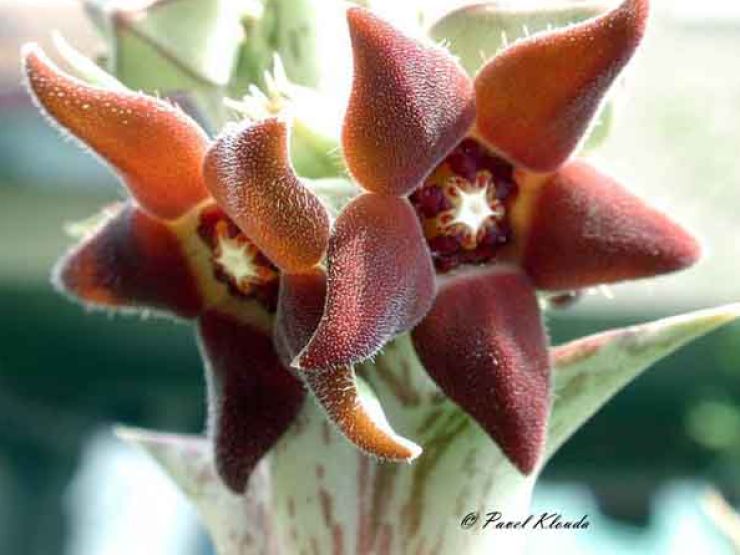 zobrazit detail snímku: Caralluma sprengeri