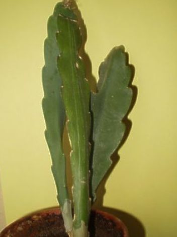 Epyfit - klikněte pro zobrazení detailu Epyfit - klikněte pro zobrazení detailu