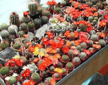 I takto může vypadat Vaše sbírka - klikněte pro zobrazení detailu