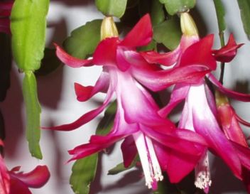 Vánoční kaktus - klikněte pro zobrazení detailu Vánoční kaktus - klikněte pro zobrazení detailu