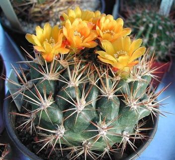 Weing cumingii - klikněte pro zobrazení detailu Weing cumingii - klikněte pro zobrazení detailu