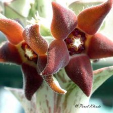 Caralluma sprengeri