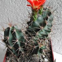 Coccineus - klikněte pro zobrazení detailu