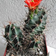 Coccineus