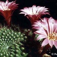 Rebutia violaciflora - klikněte pro zobrazení detailu