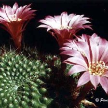 Rebutia violaciflora