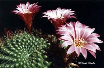 Rebutia violaciflora - klikněte pro zobrazení detailu