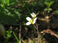 Huseníček rolní - Arabidopsis thaliana : V jednom z předchozích článků, který…